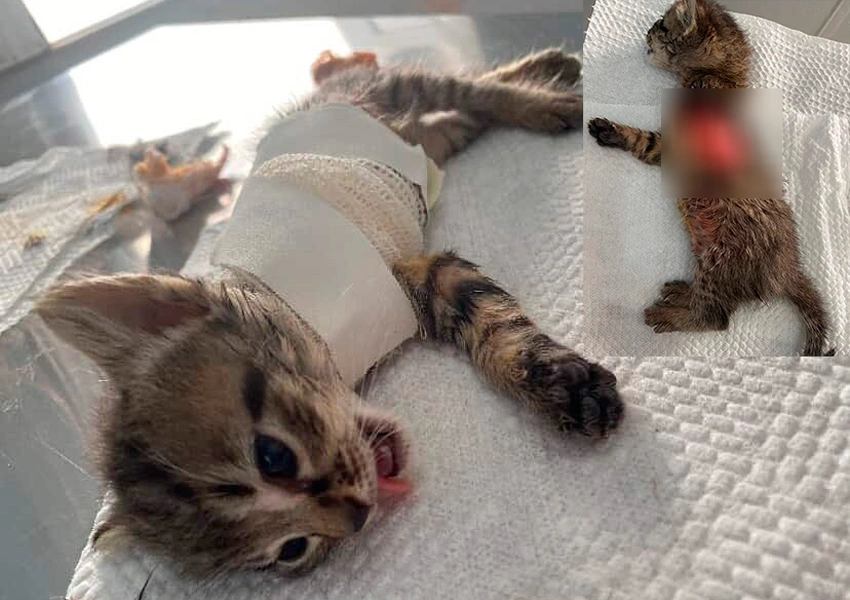 Gatinho abandonado é atacado por cão e perde pata em Livramento de Nossa Senhora