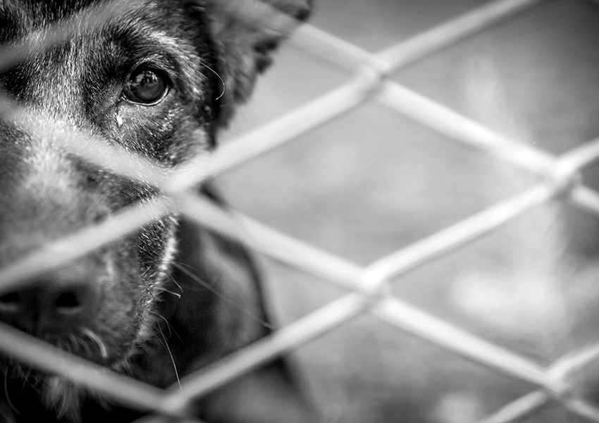 Homem é preso após denúncia de maus-tratos e zoofilia no bairro Jurema em Vitória da Conquista