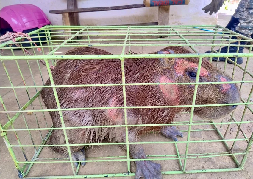 Capivara ferida é resgatada pelo GAMA no bairro Lagoa das Flores em Vitória da Conquista