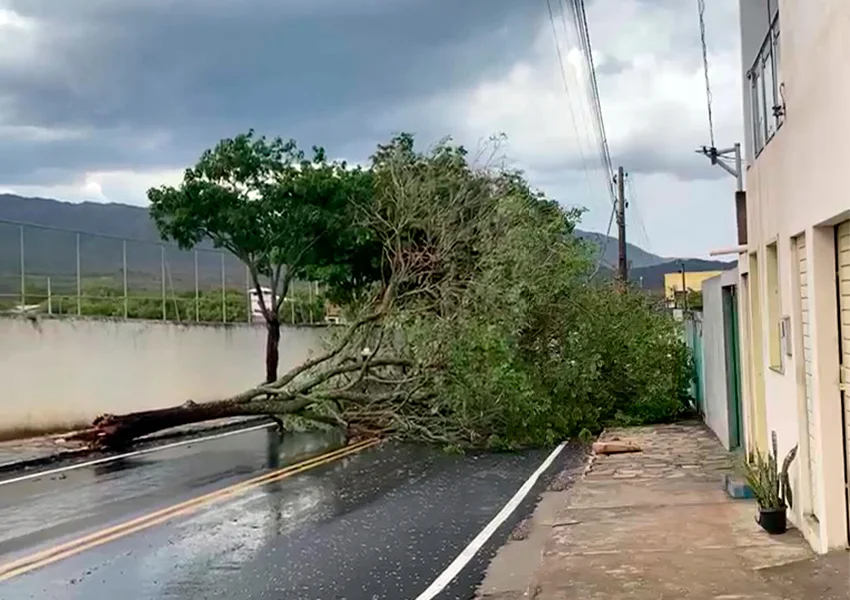 Ventania derruba árvore no centro de Rio de Contas e causa transtornos