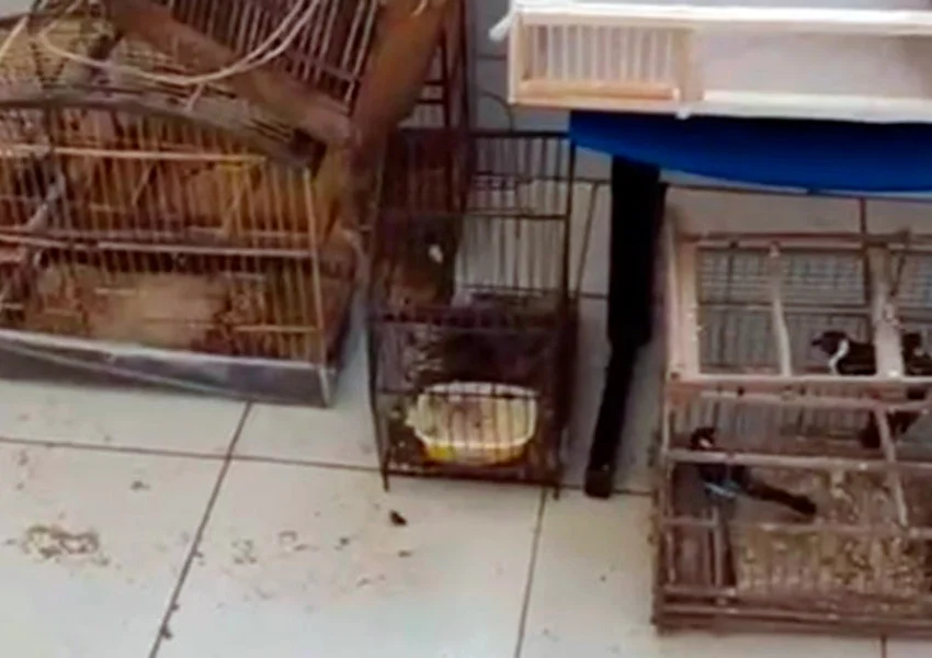 Operação apreende mais de 200 aves silvestres mantidas irregularmente em Poções