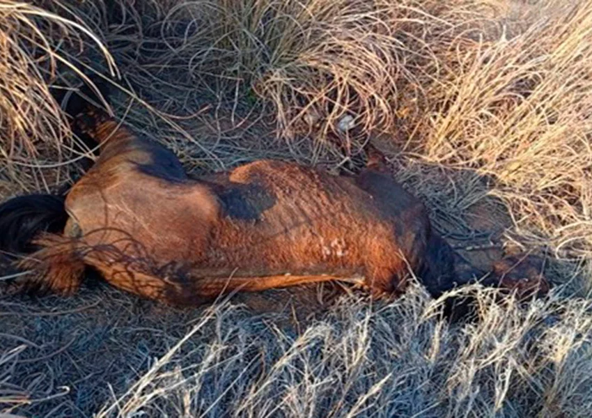 Motociclista fica ferido após colidir com cavalo na BA-573 em Guanambi