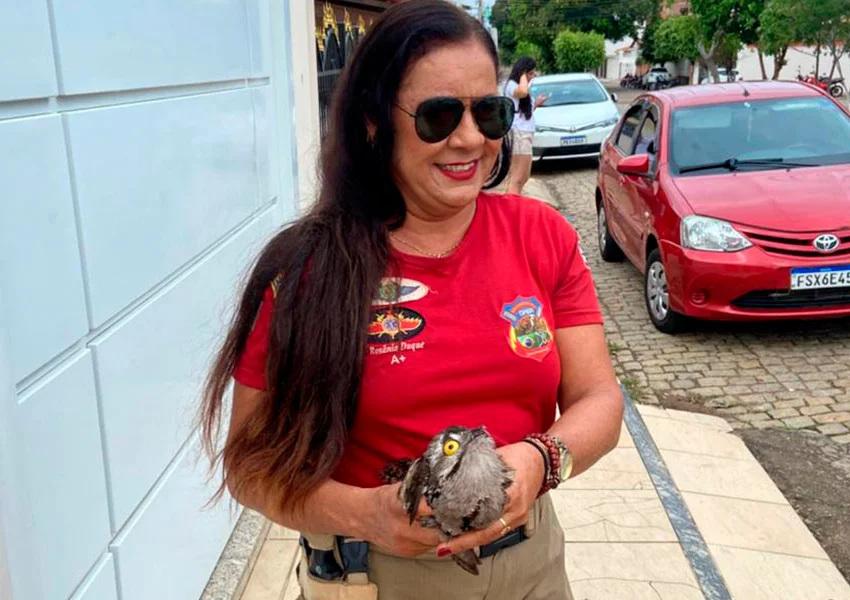 Urutau é resgatado após aparecer em residência no Bairro Polivalente em Livramento de Nossa Senhora