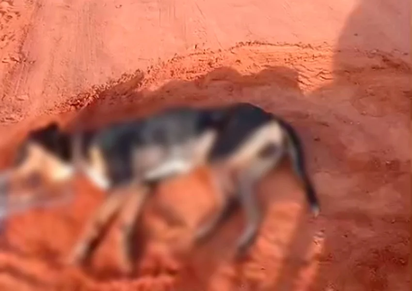 Cães são encontrados mortos em Livramento de Nossa Senhora e moradores suspeitam de envenenamento