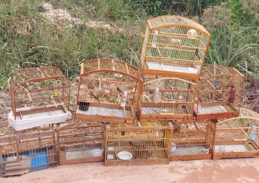 Polícia Ambiental recebe entrega voluntária de aves silvestres em Ibicoara
