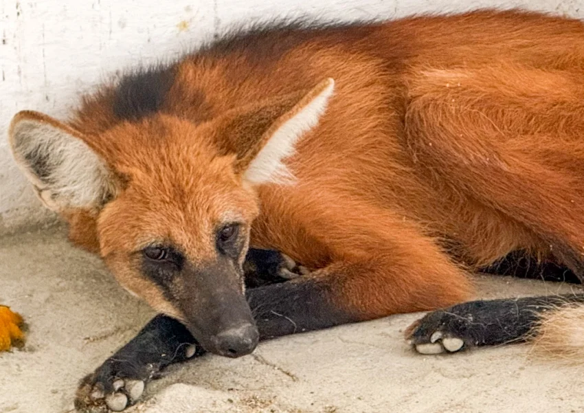Cetas resgata lobo-guará em área rural de Vitória da Conquista