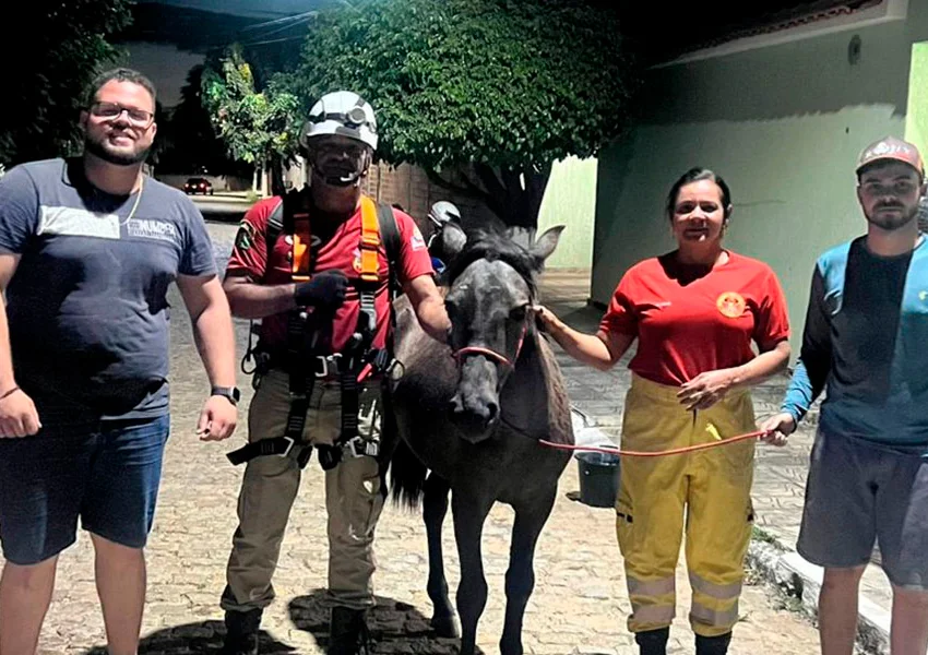 Potro é resgatado com vida após cair em poço em Livramento de Nossa Senhora