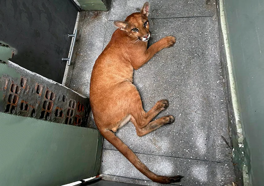 Onça-parda é encontrada em residência e resgatada no oeste da Bahia