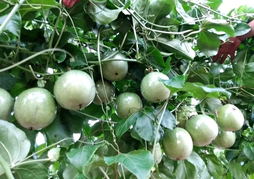 Livramento de Nossa Senhora lidera produção de maracujá e fortalece agronegócio