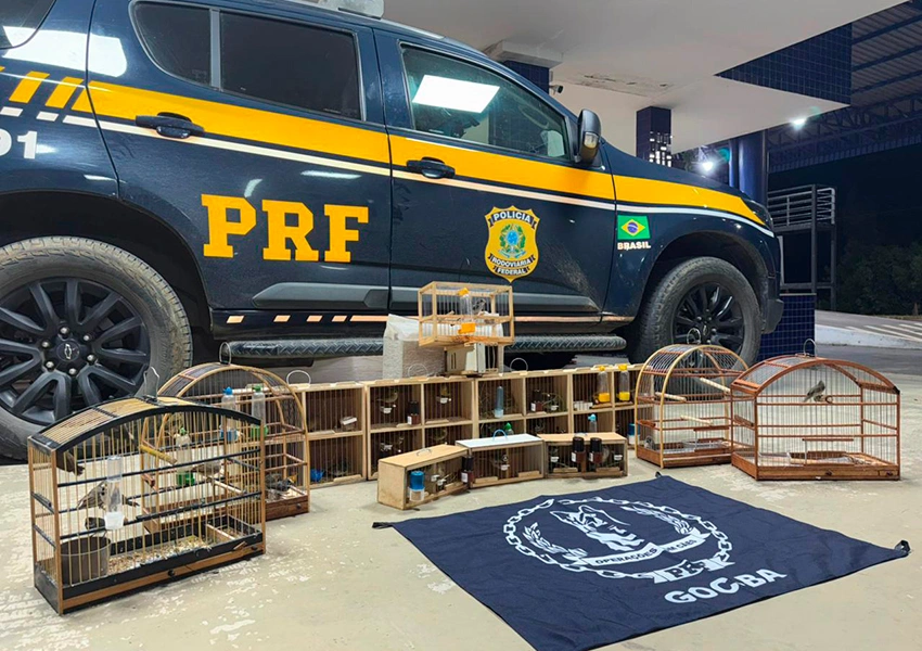 PRF resgata 43 aves silvestres em ônibus interestadual na BR-116 em Vitória da Conquista