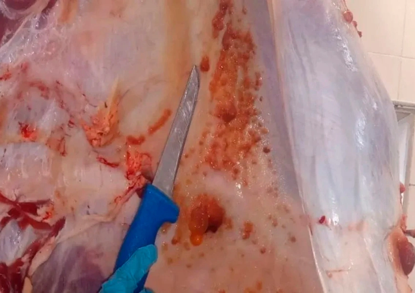 PM é acionada após comerciante receber quase 28 kg de carne estragada em Igaporã