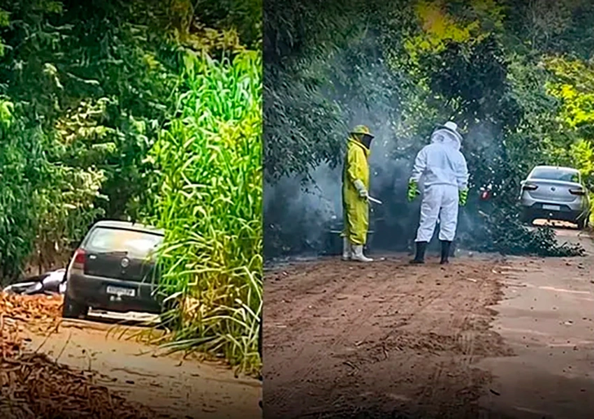 Ataque de abelhas fecha estrada e mata homem na divisa de Minas com a Bahia