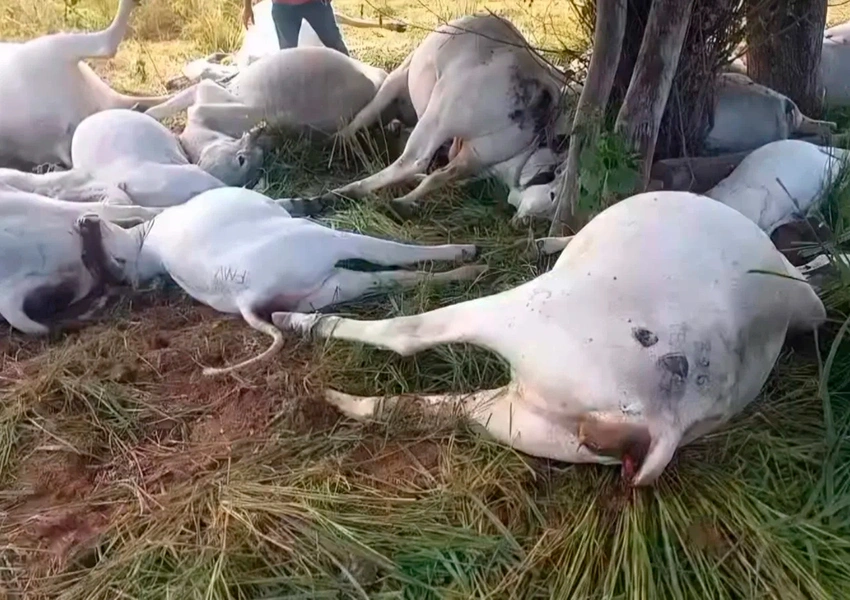 Raio mata 16 cabeças de gado durante tempestade em fazenda de Piripá