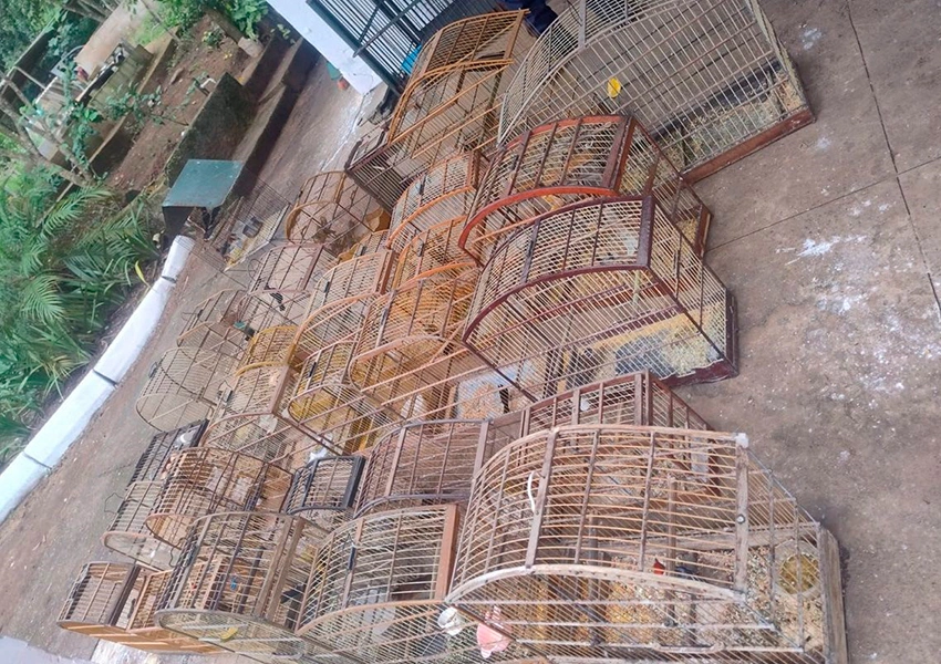 Operação conjunta resgata 44 aves de cativeiro ilegal em Vitória da Conquista