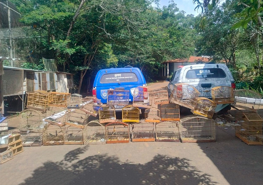 Operação conjunta resgata 44 aves de cativeiro ilegal em Vitória da Conquista