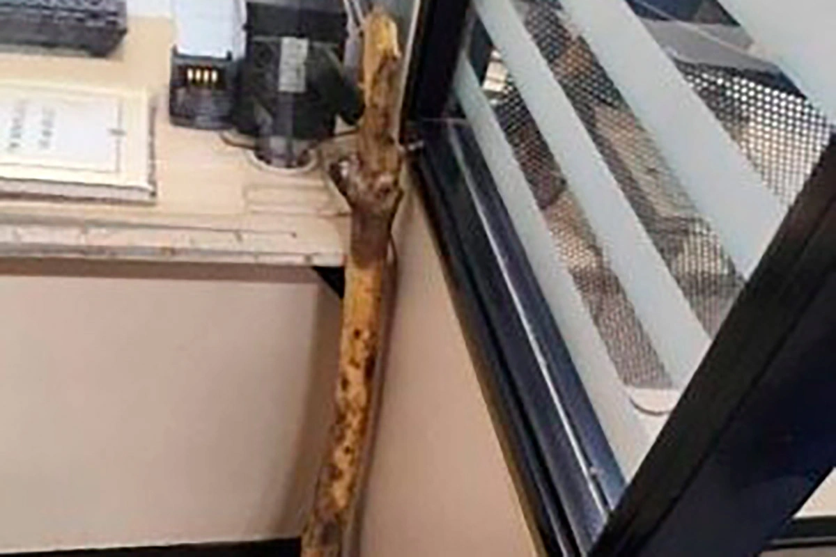 Homem é preso após ameaçar ex-companheira e morder cunhada em Palmas de Monte Alto