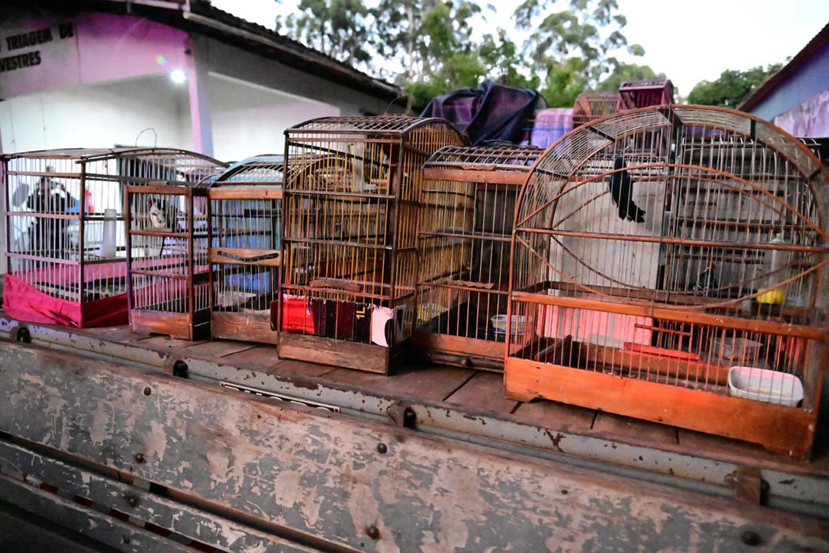 Polícia Ambiental resgata 44 aves silvestres em cativeiro clandestino em Rio do Pires