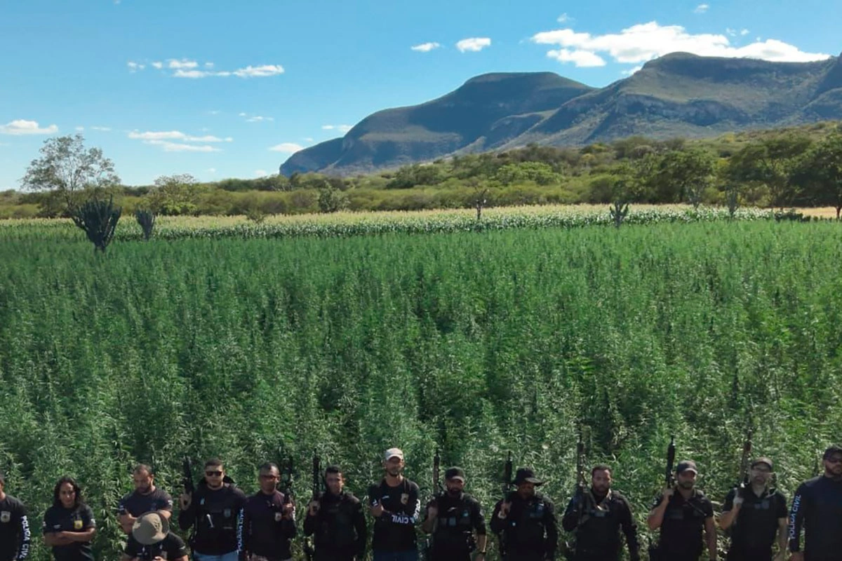 Polícia erradica 300 mil pés de maconha em operação na Chapada Diamantina