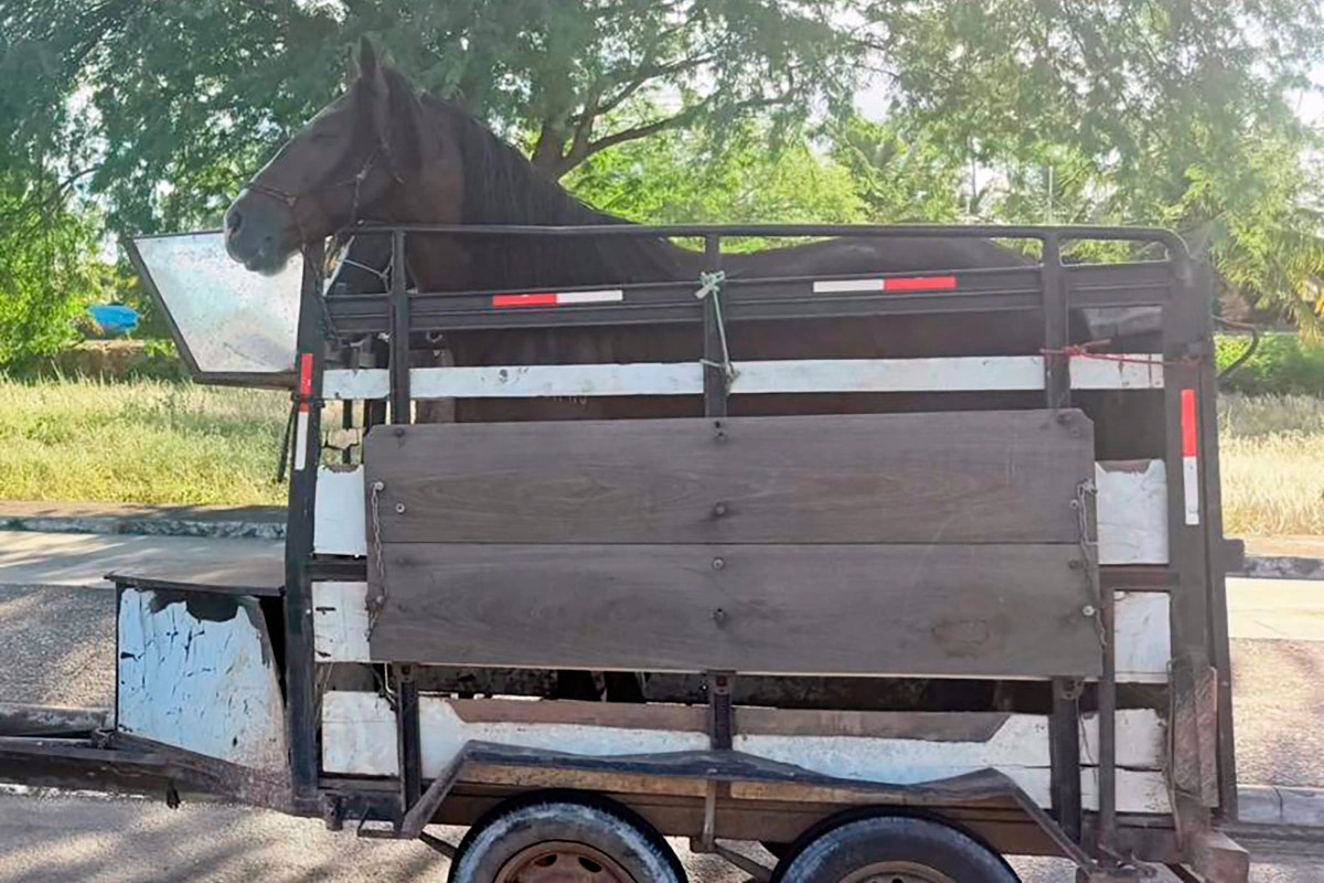 Polícia Rodoviária apreende veículo por transporte irregular de animais em Tanhaçu