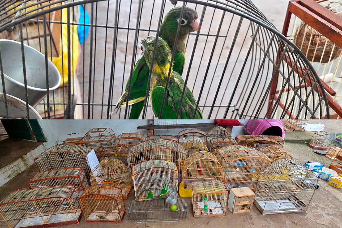  Operação resgata 47 pássaros silvestres em feiras de Vitória da Conquista