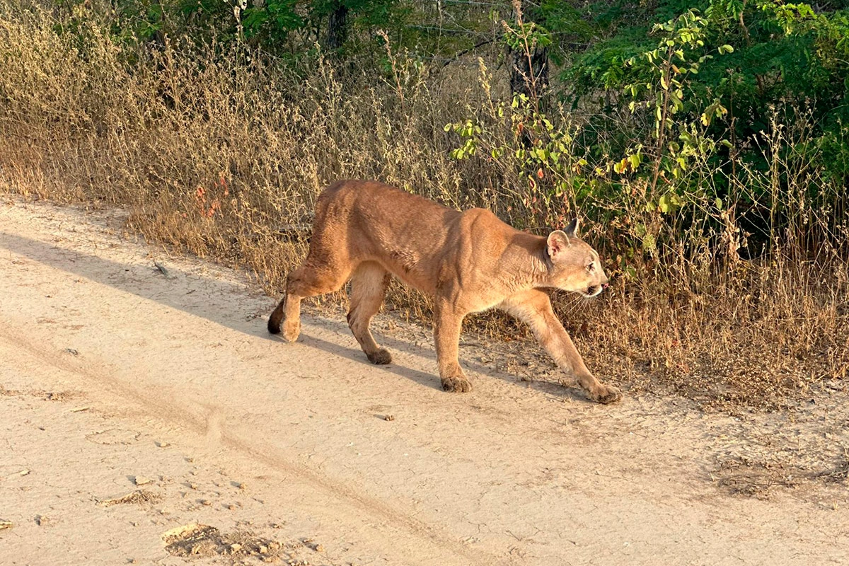Onça-parda reabilitada retorna à natureza após um ano em Vitória da Conquista