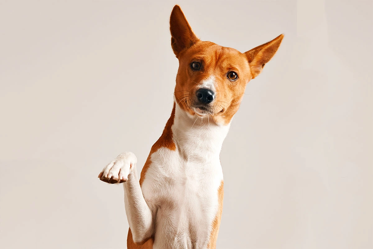 Exercício ilegal da medicina veterinária passa a ser crime no Brasil