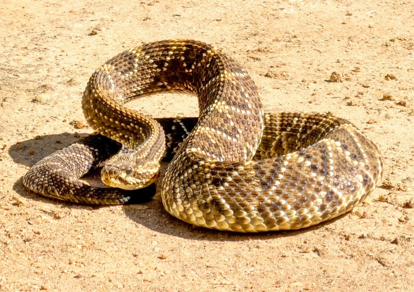 Cetas de Vitória da Conquista recebe cerca de 300 animais em agosto