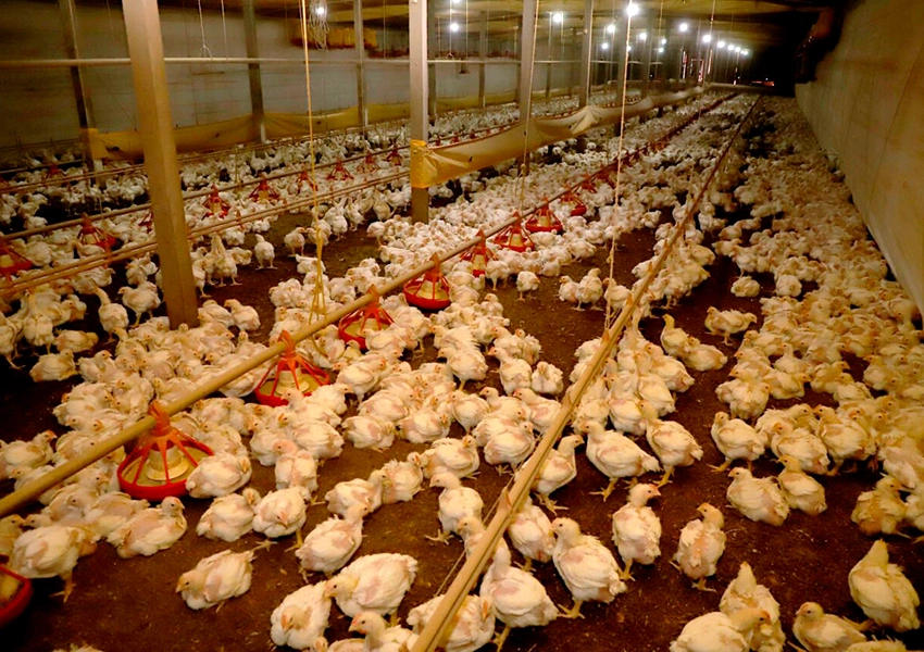 Gripe aviária: Brasil tem exportação de carne de frango suspensa por mais de 30 países após caso em granja do RS