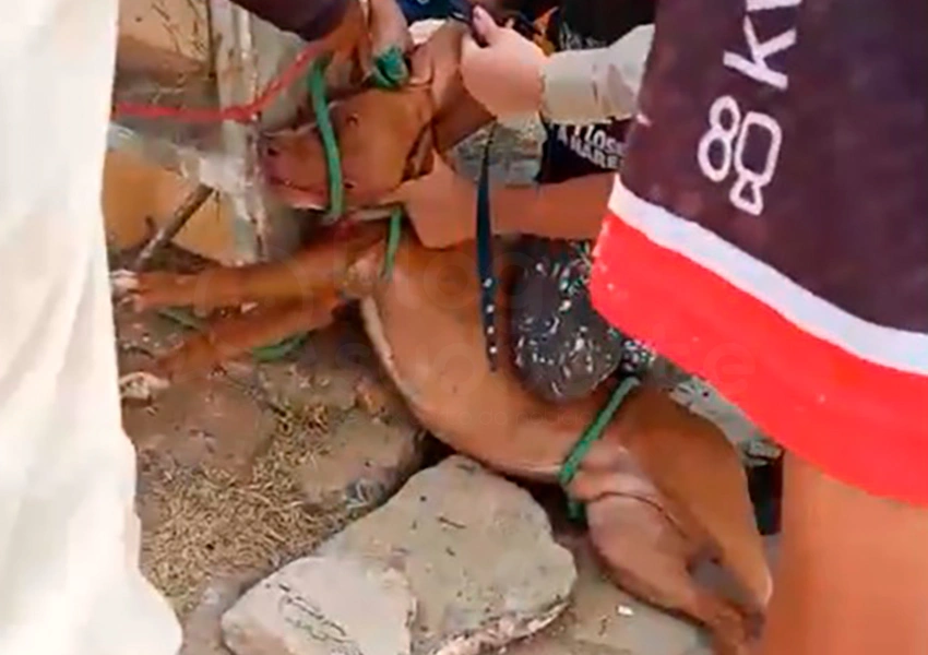 Pitbulls invadem fazenda e matam mais de 35 animais na Bahia