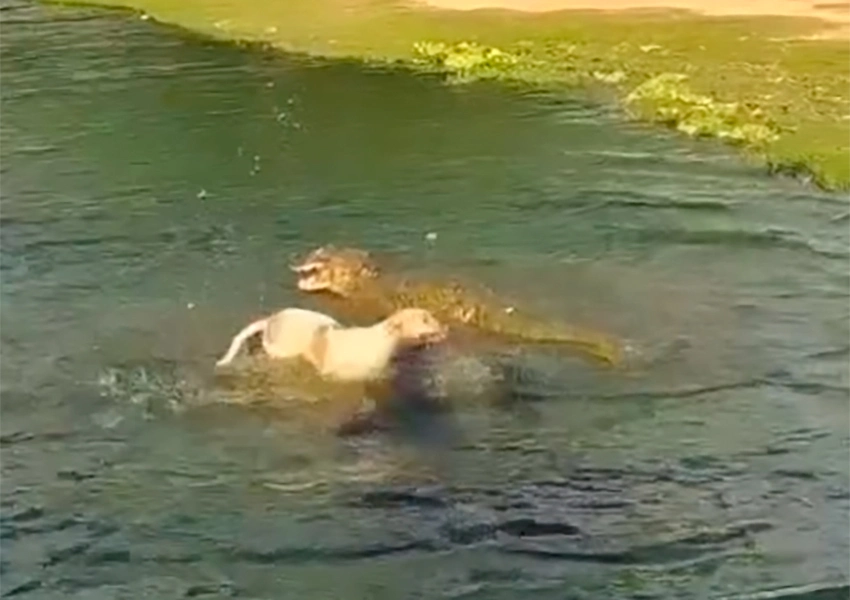 Cachorro é atacado por jacaré em lagoa de Caculé e sobrevive com fratura na pata