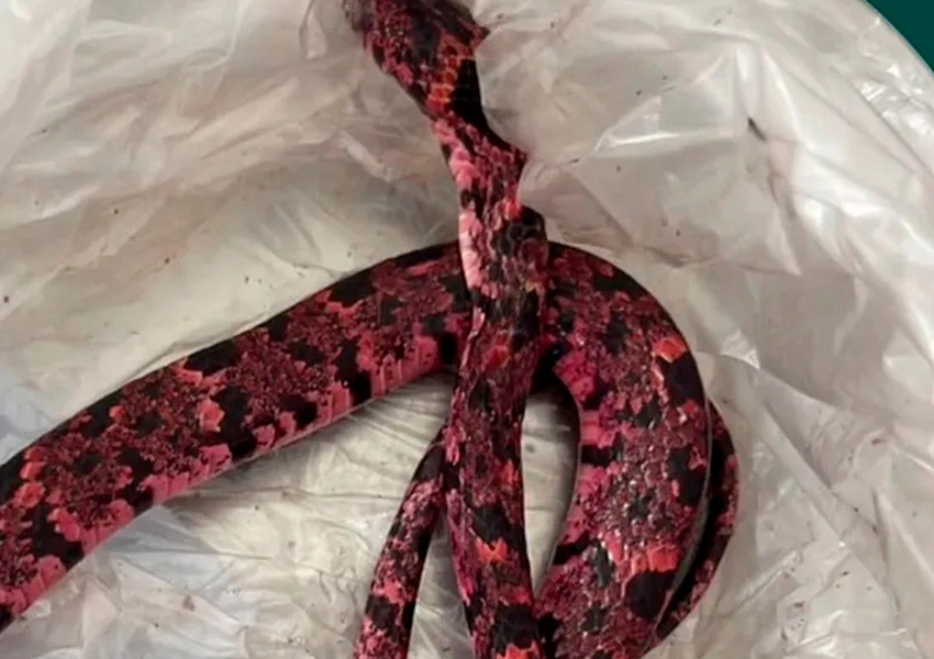 Homem vomita cobra após ingerir bebida alcoólica e passa mal em praça