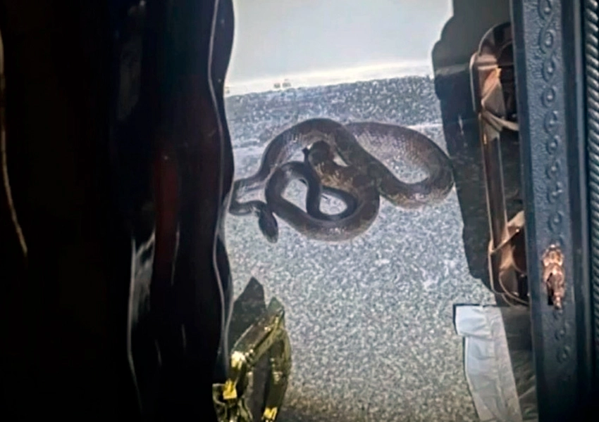 "Cliente" rastejante: cobra aparece em funerária e assusta funcionários