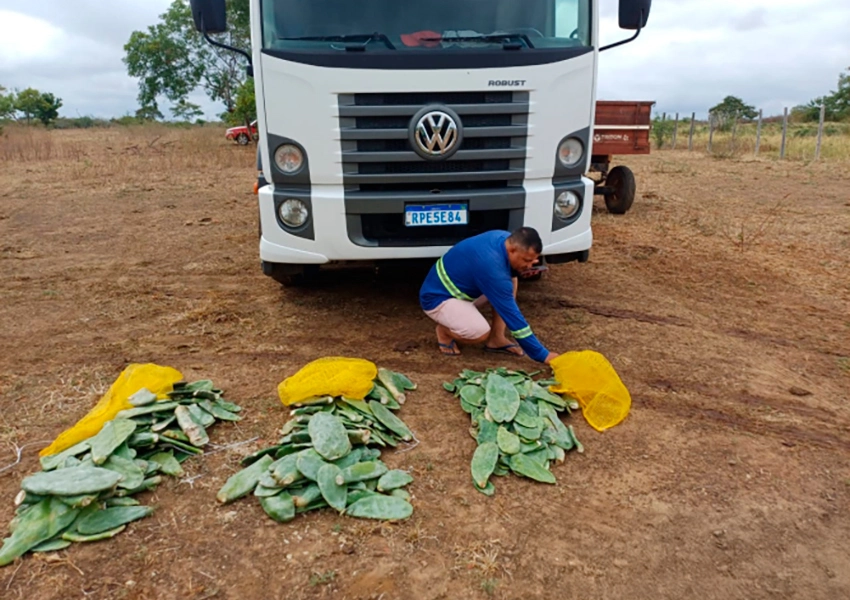 Bahia entrega 90 mil mudas de palma para agricultores de Livramento de Nossa Senhora