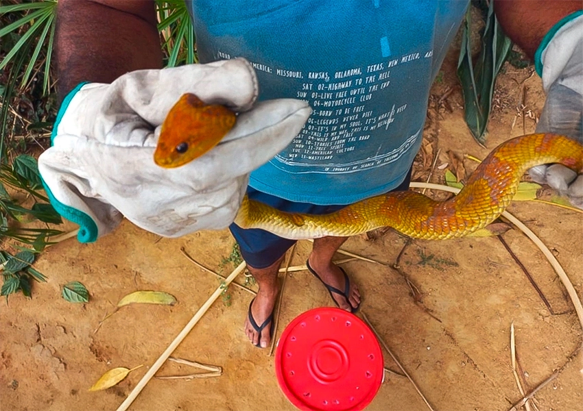 Cobra boipeba é resgatada pela GASA em Livramento de Nossa Senhora