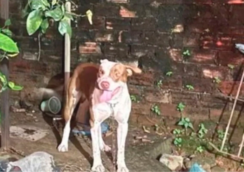 Pitbull mata bebê de 3 meses em ataque dentro da casa de cuidadora