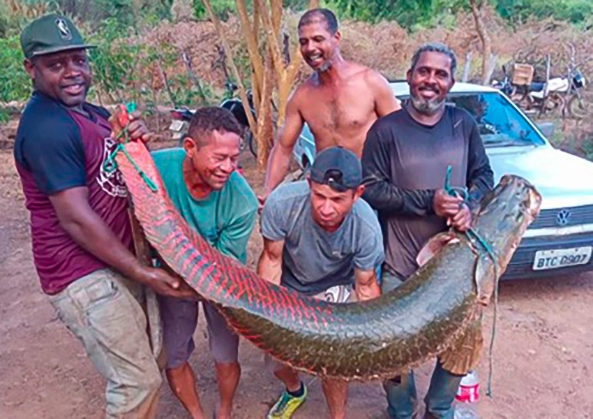 Pescadores capturam pirarucu de mais de 2 metros no rio São Francisco em Malhada