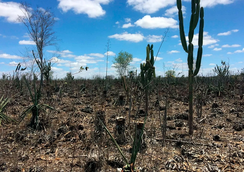 Prefeitura de Brumado decreta situação de emergência devido à estiagem prolongada